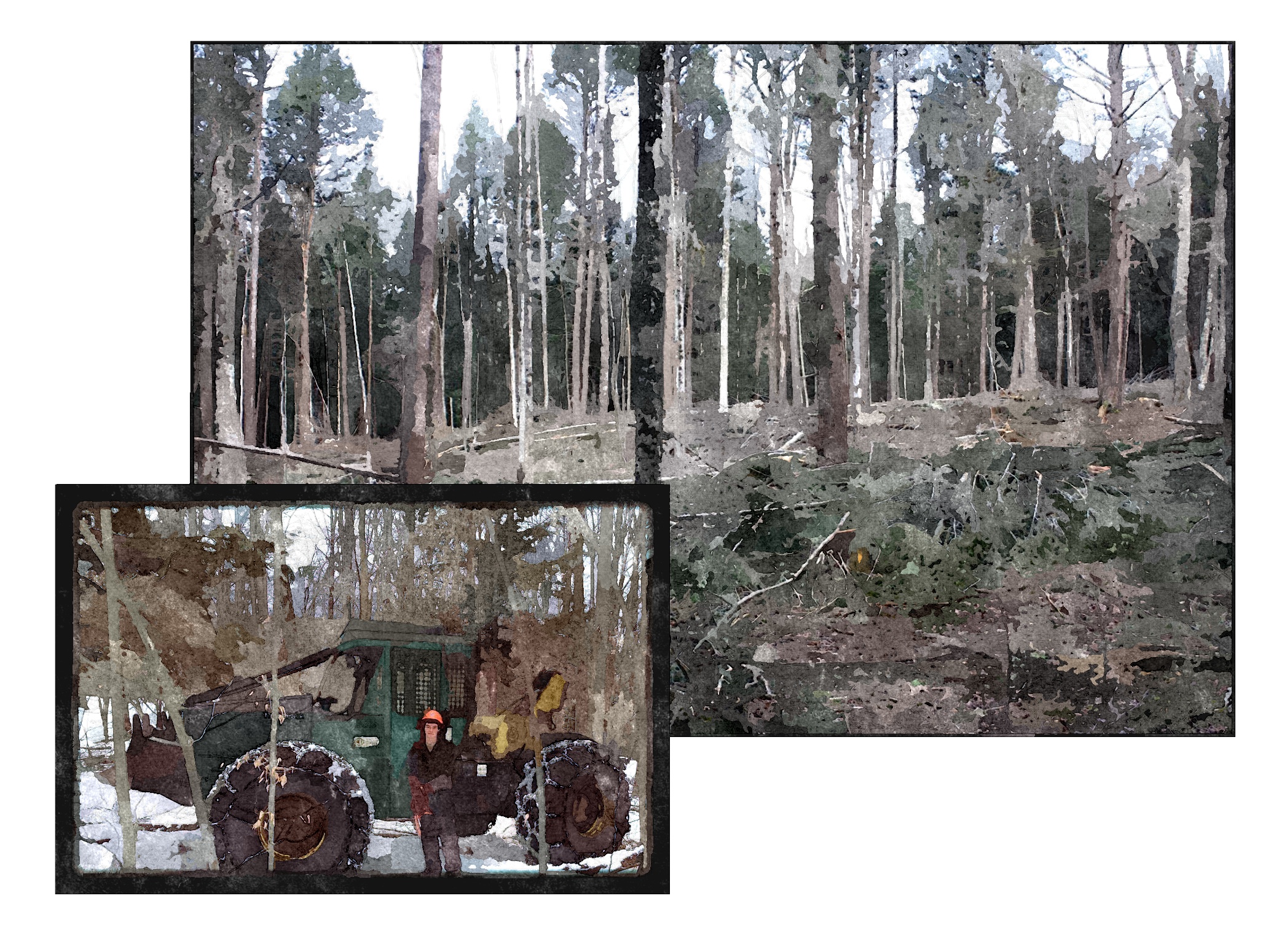 Timber Management